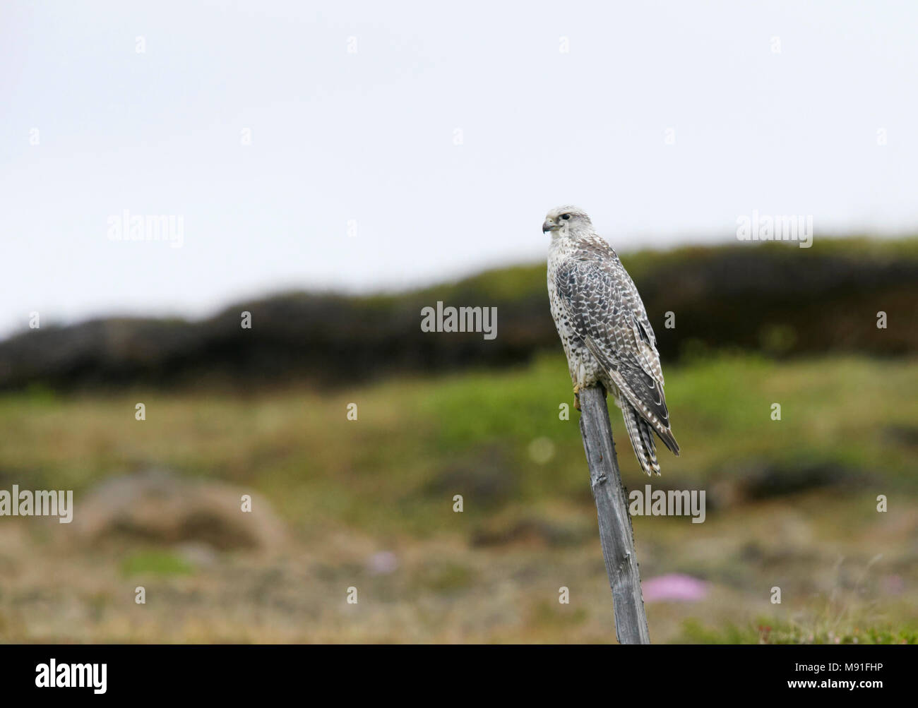 Le faucon gerfaut sur l'Islande Banque D'Images