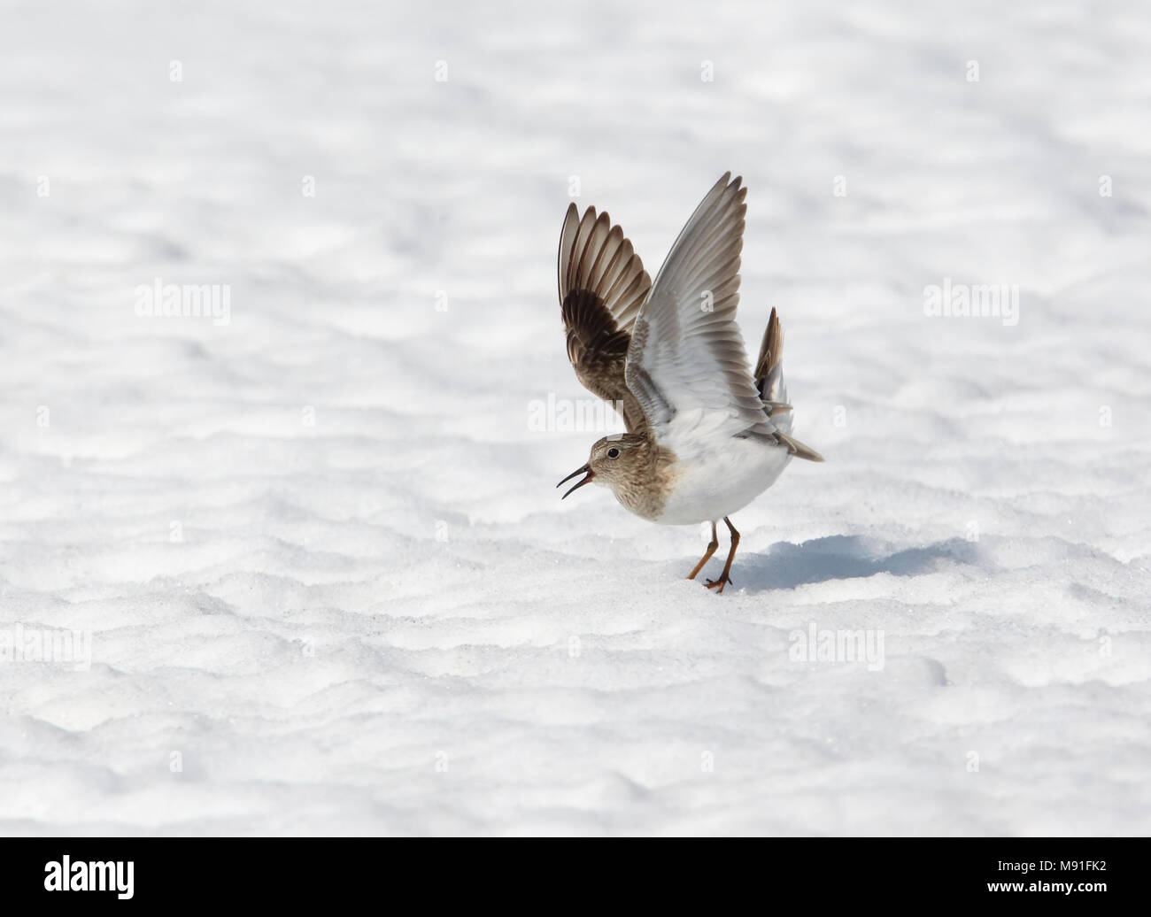 Temmincks Strandloper, relais, de Temminck Calidris temminckii Banque D'Images