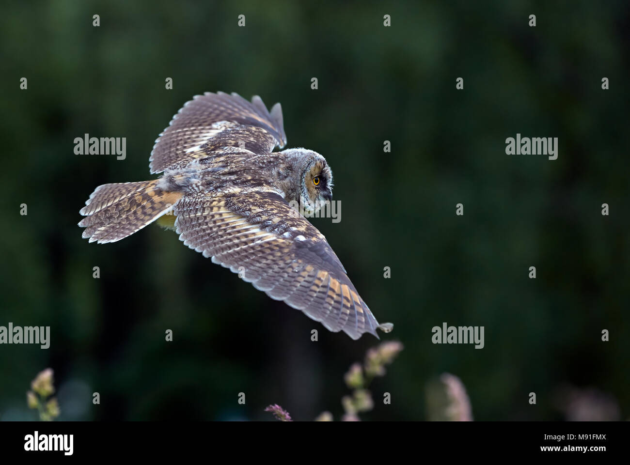 Dans Ransuil viaje en avión ; Long-eared Owl (Asio otus) en vol Banque D'Images