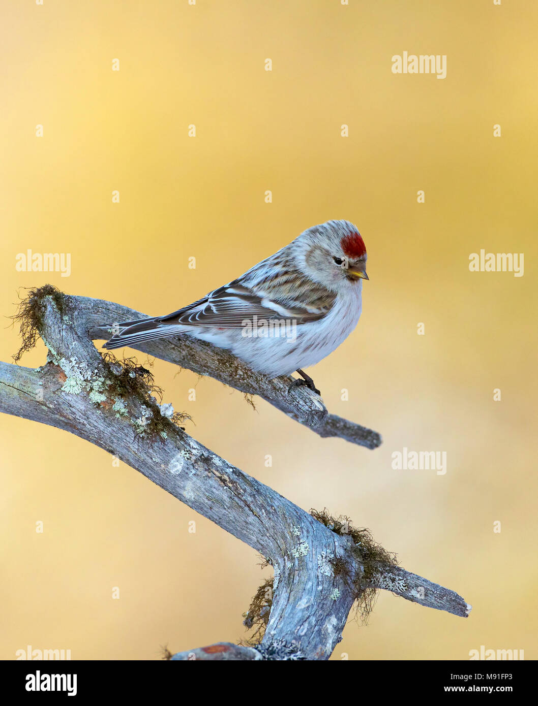 Witstuitbarmsijs Volwassen adultes, le Sizerin blanchâtre Banque D'Images