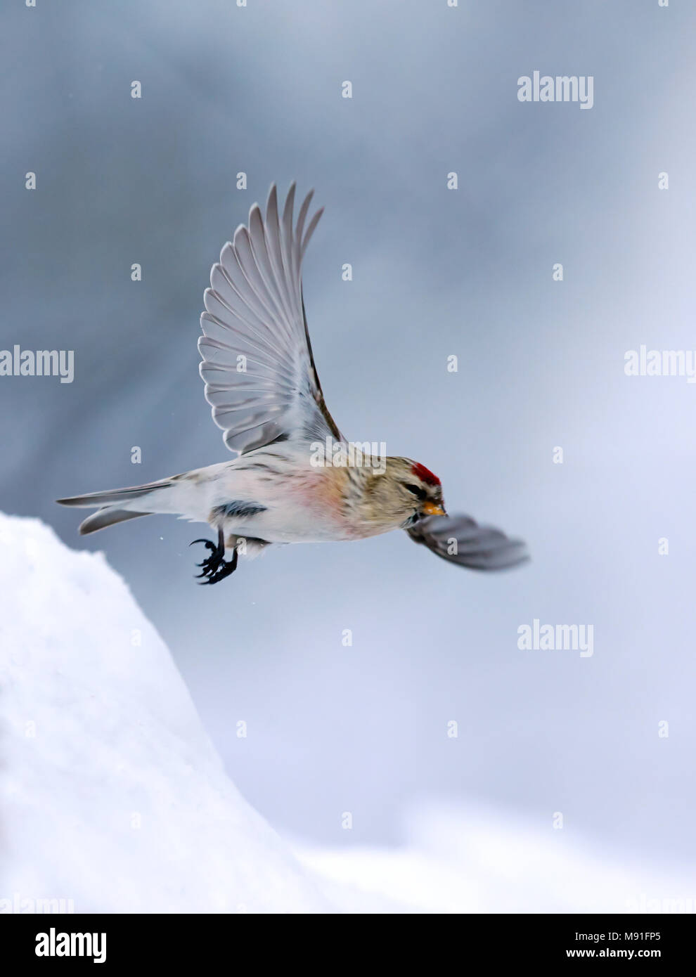 Witstuitbarmsijs, le Sizerin blanchâtre Banque D'Images