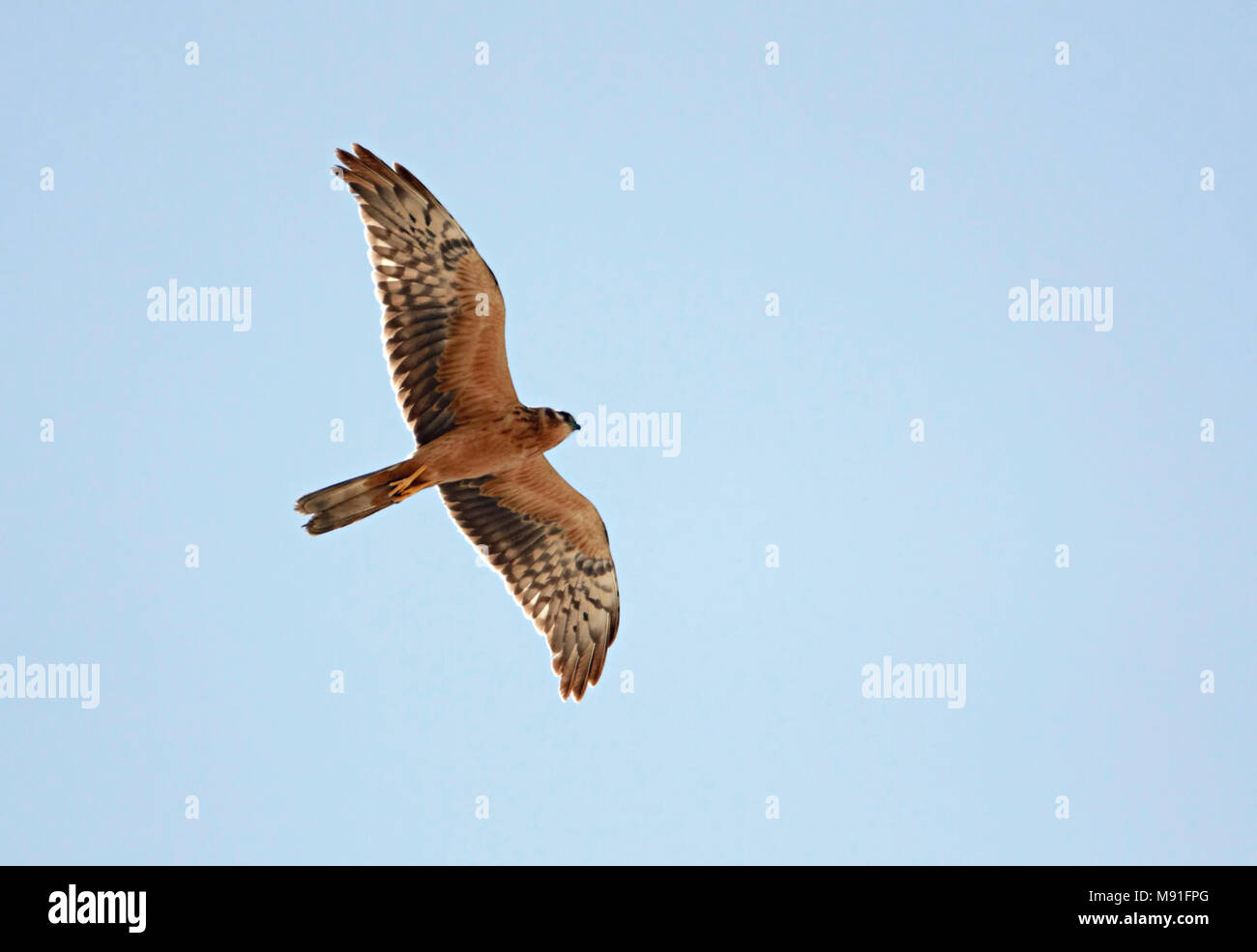 Montagu's Harrier Circus pygargus Avril Israël Niittysuohaukka Banque D'Images Montagu's Harrier Circus pygargus Avril Israël Niittysuohaukka Banque D'Images