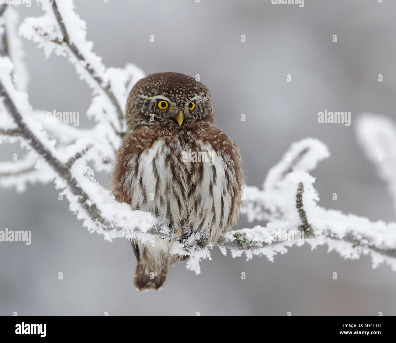 Dwerguil, eurasien, Chouette naine Glaucidium passerinum Banque D'Images