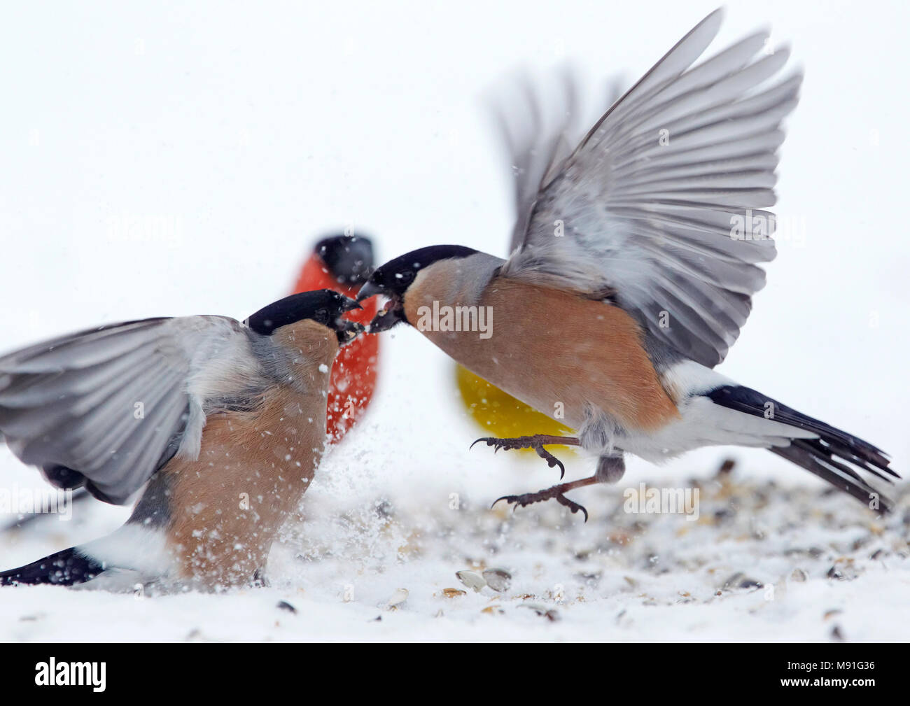 Goudvink, Canard colvert Banque D'Images