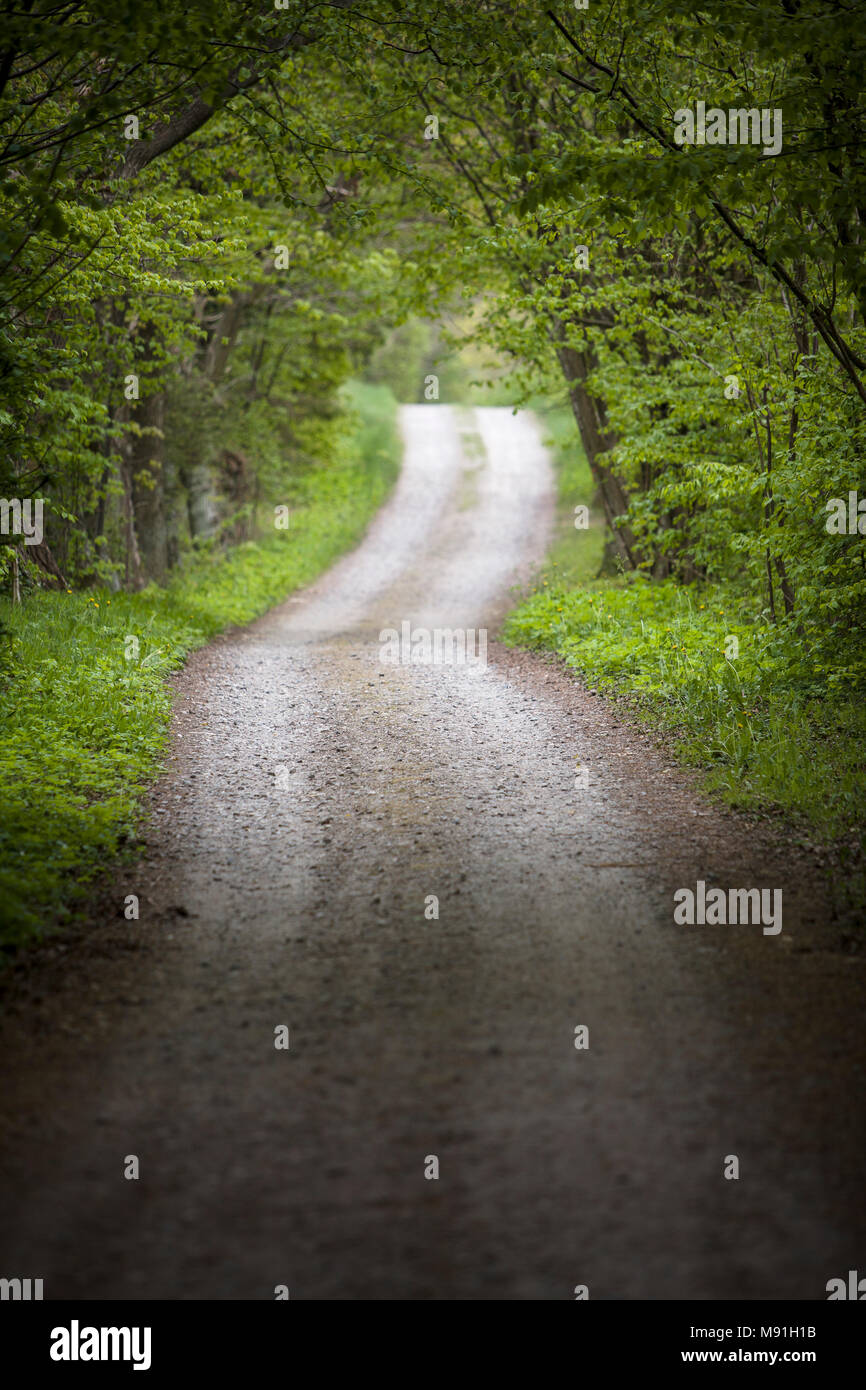 Narrow country road in forest, Uppsala, Suède. Banque D'Images