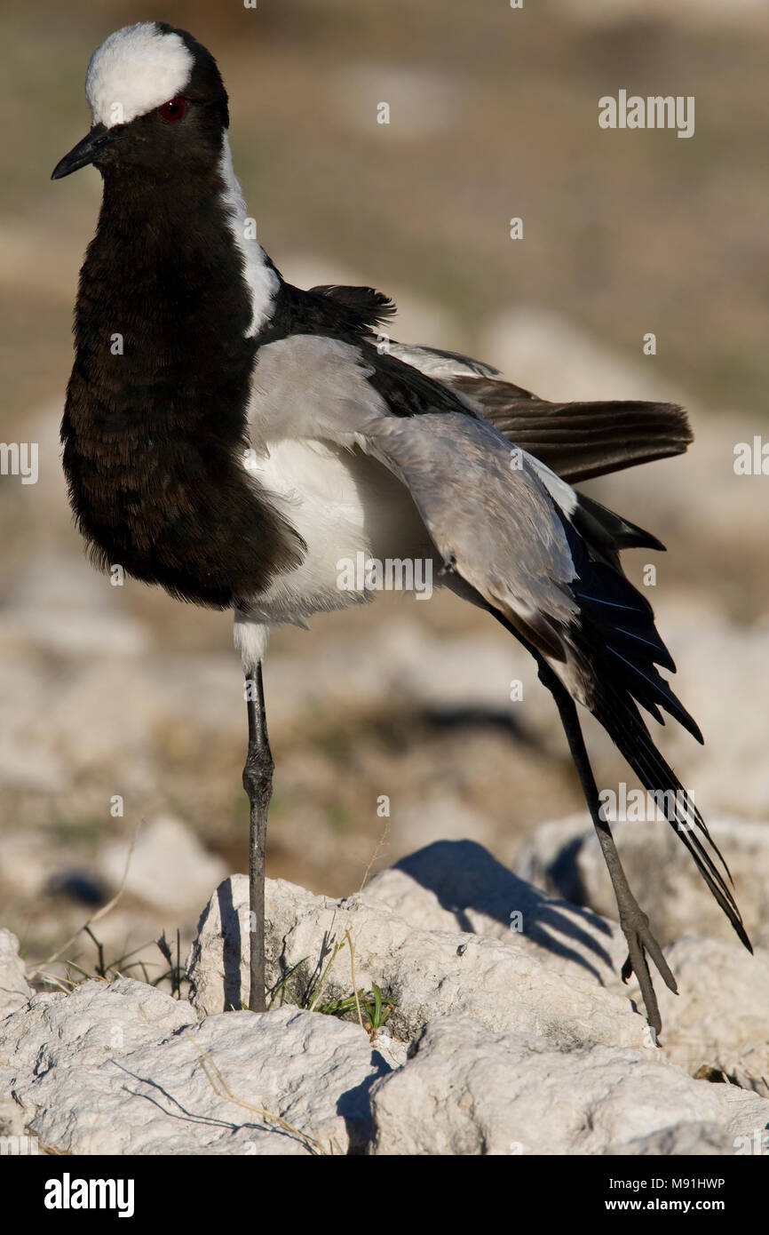 Smidsplevier adulte, adulte Blacksmith plover Banque D'Images