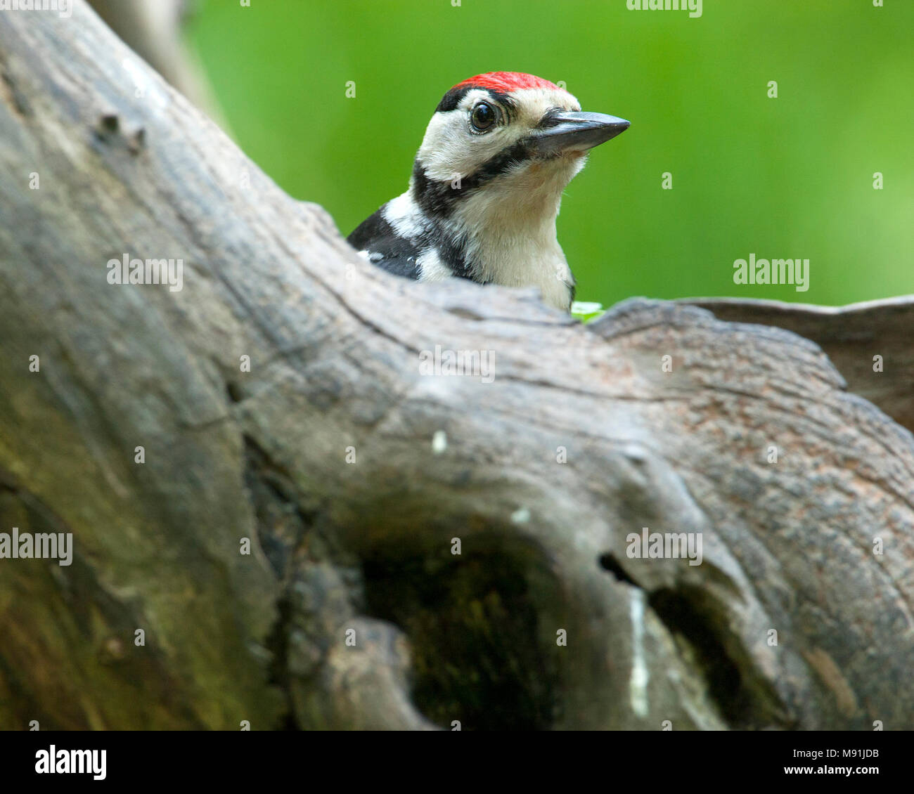 Juveniele Grote Bonte Specht, kijkend boomstam in de Pic mineur observant de derrière un tronc d'arbre Banque D'Images