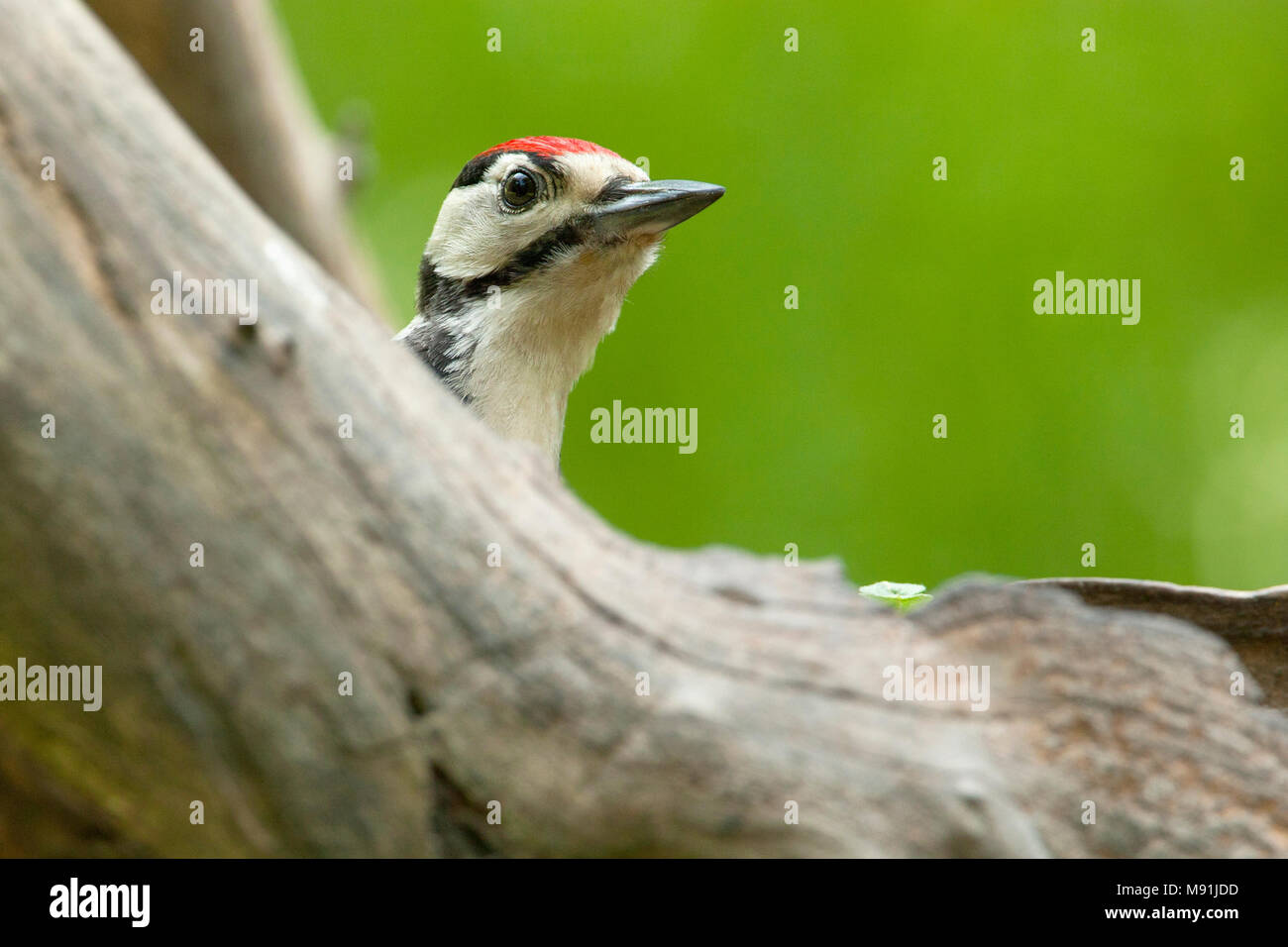 Juveniele Grote Bonte Specht, kijkend boomstam in de Pic mineur observant de derrière un tronc d'arbre Banque D'Images