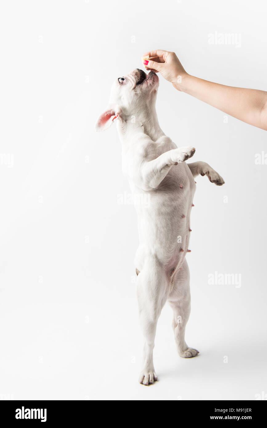 Cropped shot d'alimentation bouledogue français personne debout sur pattes isolated on white Banque D'Images