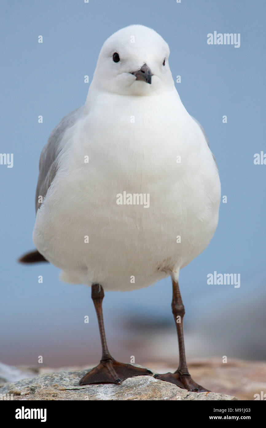 Adulte Hartlaubs Meeuw, la mouette de Hartlaub Adultes Banque D'Images