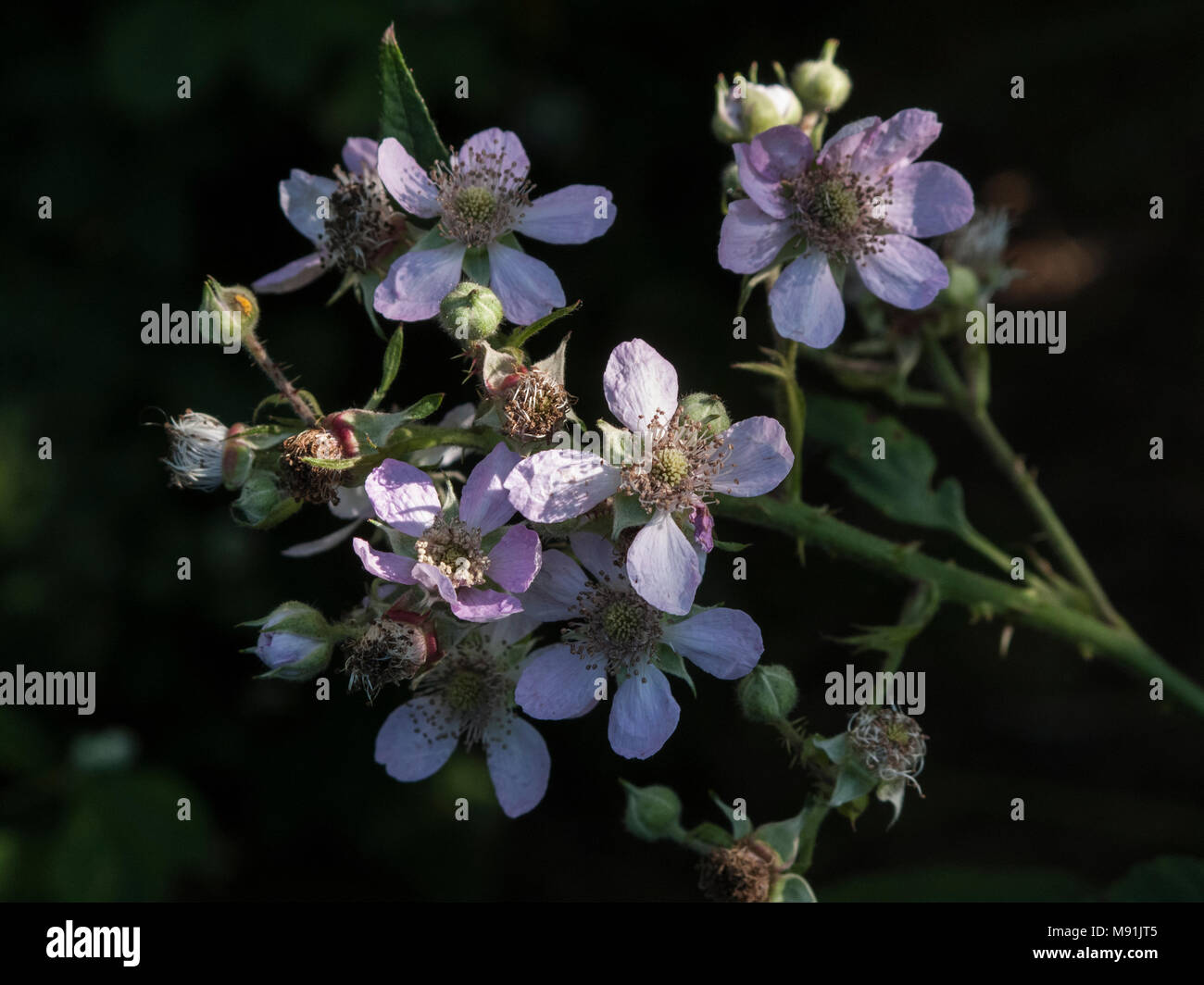 Blackberry fleurit au début de lumière du matin Banque D'Images