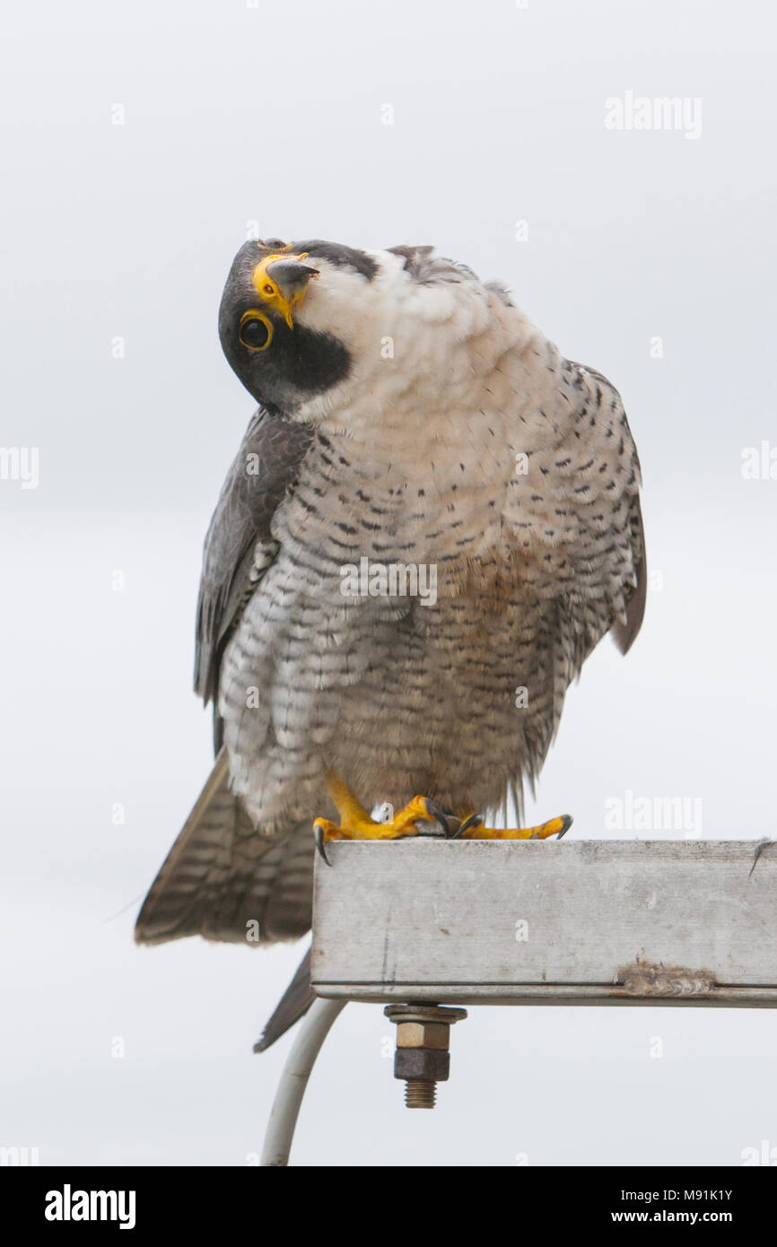 Slechtvalk bij nest, le faucon pèlerin à nestsite Banque D'Images