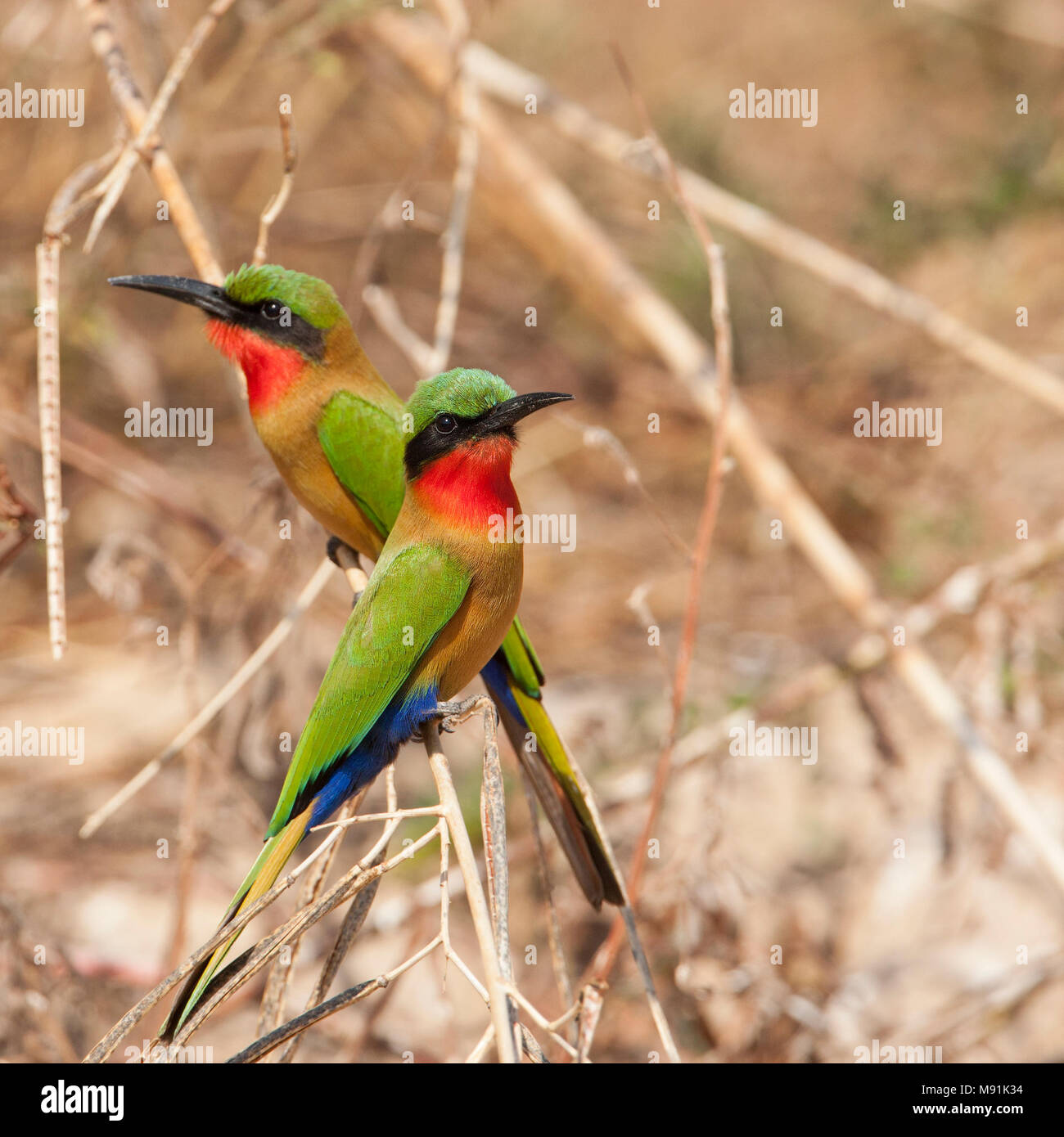 Roodkeelbijeneters Redthroated, guêpiers Banque D'Images