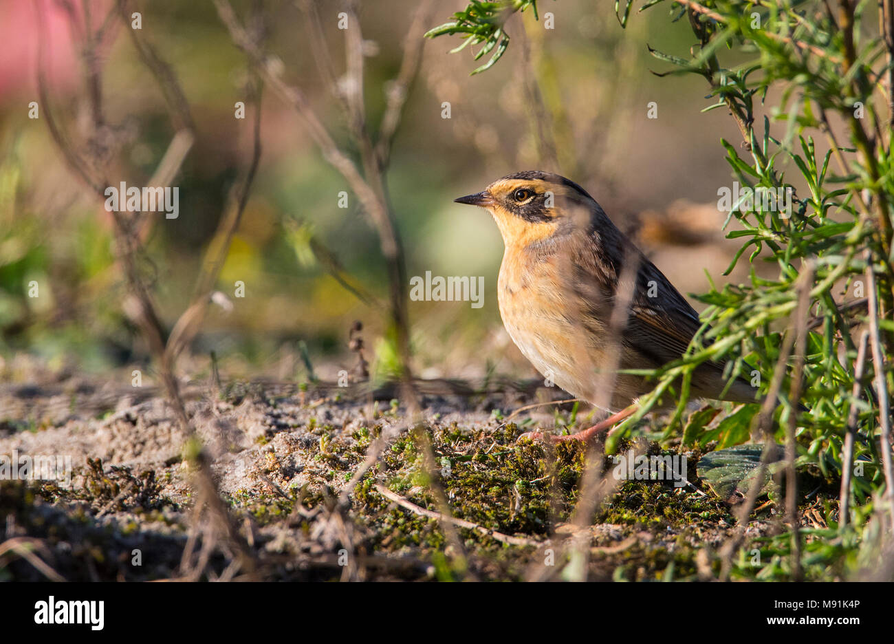 Bergheggenmus, Sibérien Accentor Banque D'Images