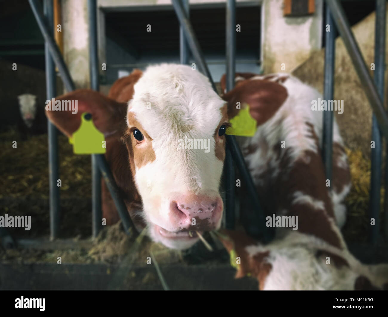 Cerf de vache est à la recherche dans l'appareil photo Banque D'Images