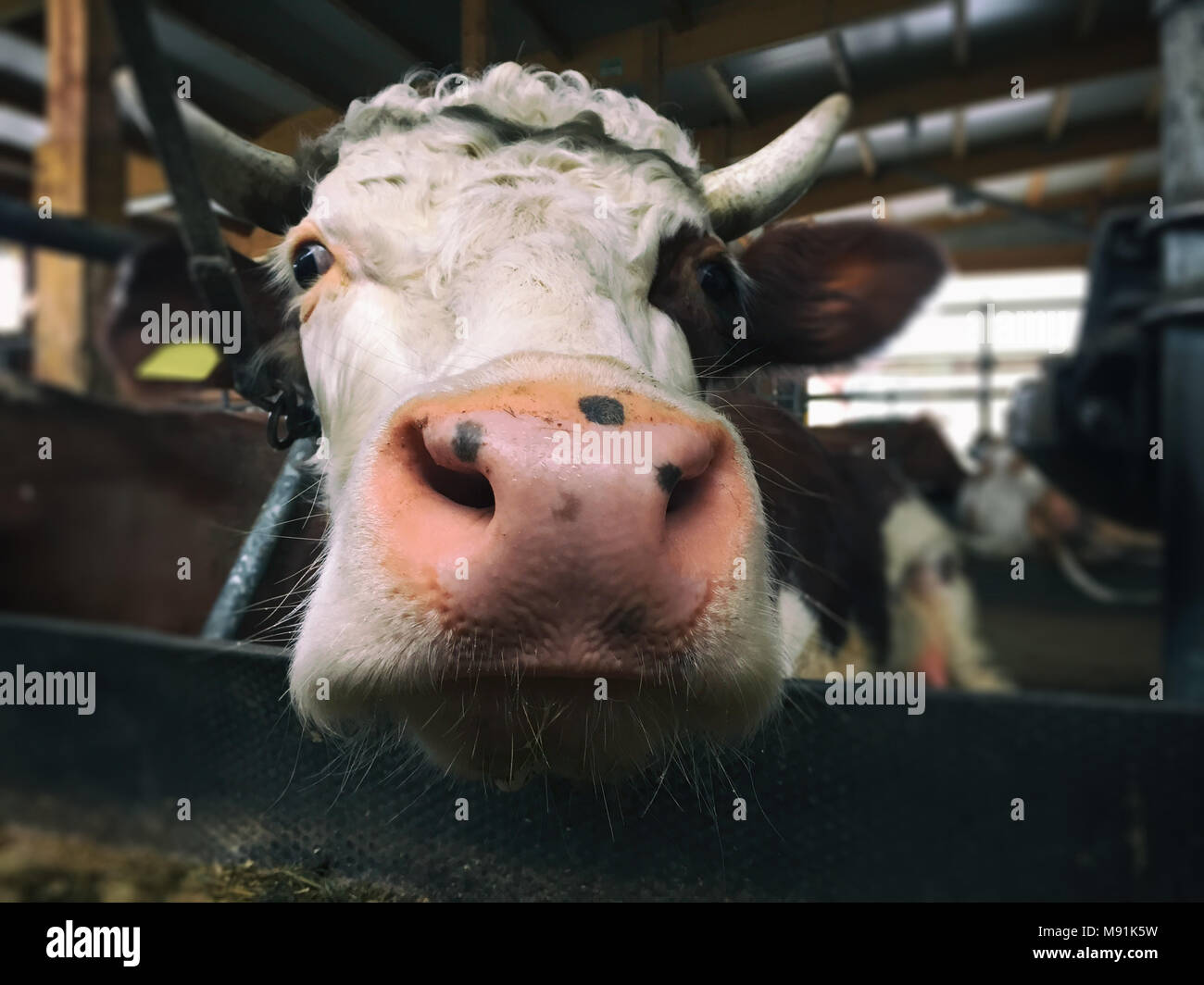 Cerf de vache est à la recherche dans l'appareil photo Banque D'Images