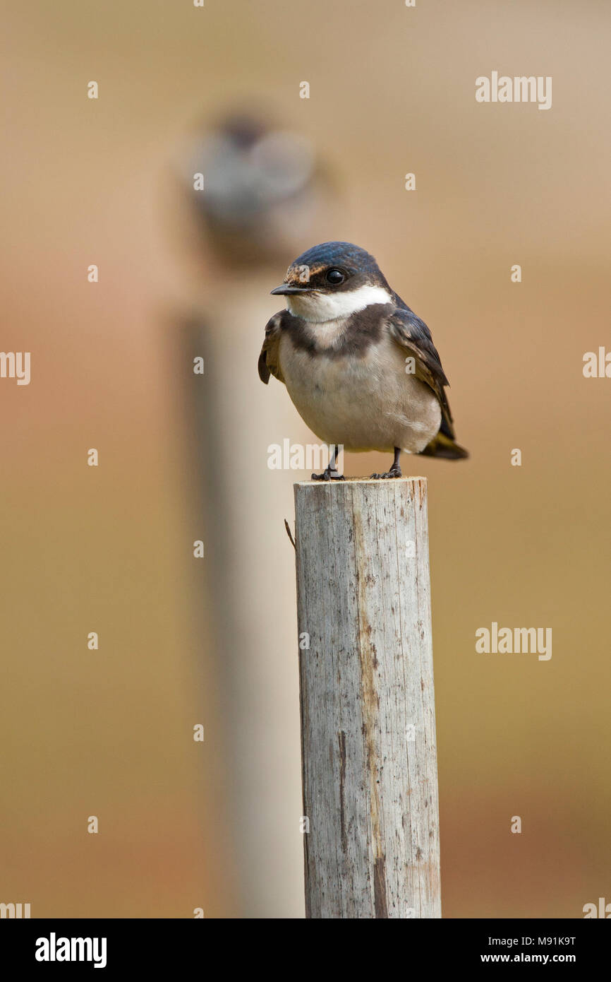 Onvolwassen Witkeelzwaluw immatures, Hirondelle à gorge blanche Banque D'Images