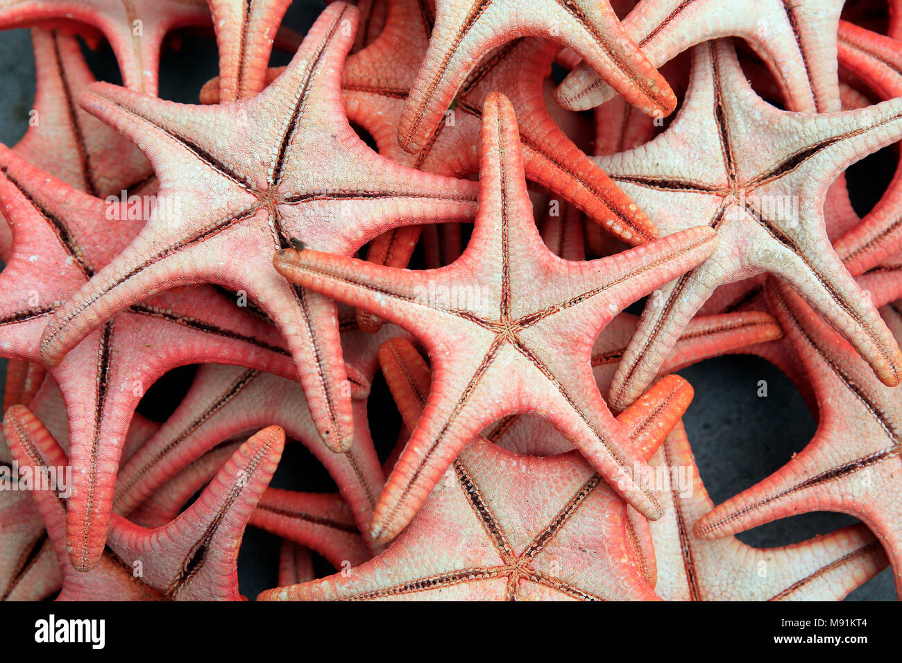 Marché du matin dans la ville de Marrakech. Les étoiles de mer rouge. Phu Quoc. Le Vietnam. Banque D'Images