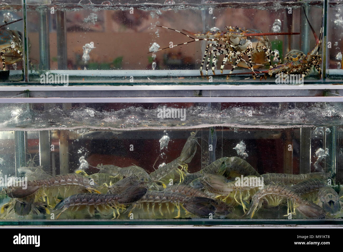 Restaurant de fruits de mer dans la ville de Marrakech. Les homards et les crevettes. Phu Quoc. Le Vietnam. Banque D'Images