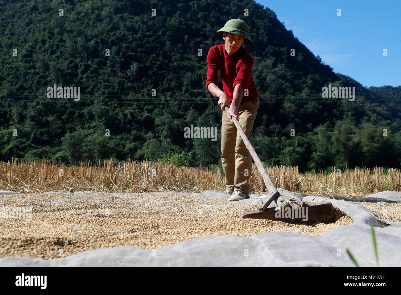 Un agriculteur vietnamien riz tartinades à sécher au soleil. Fils du bac. Le Vietnam. Banque D'Images