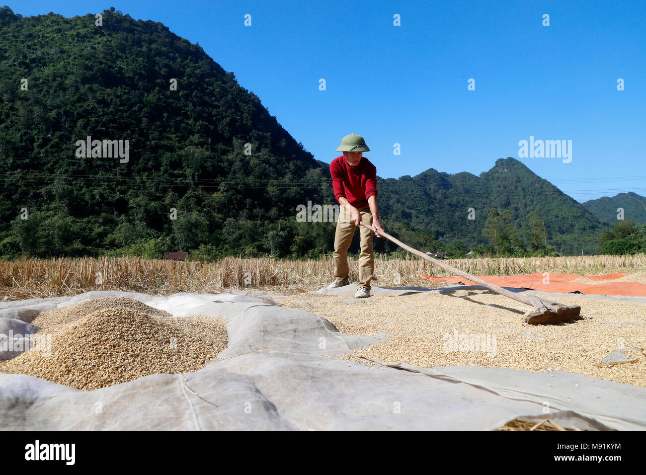 Un agriculteur vietnamien riz tartinades à sécher au soleil. Fils du bac. Le Vietnam. Banque D'Images