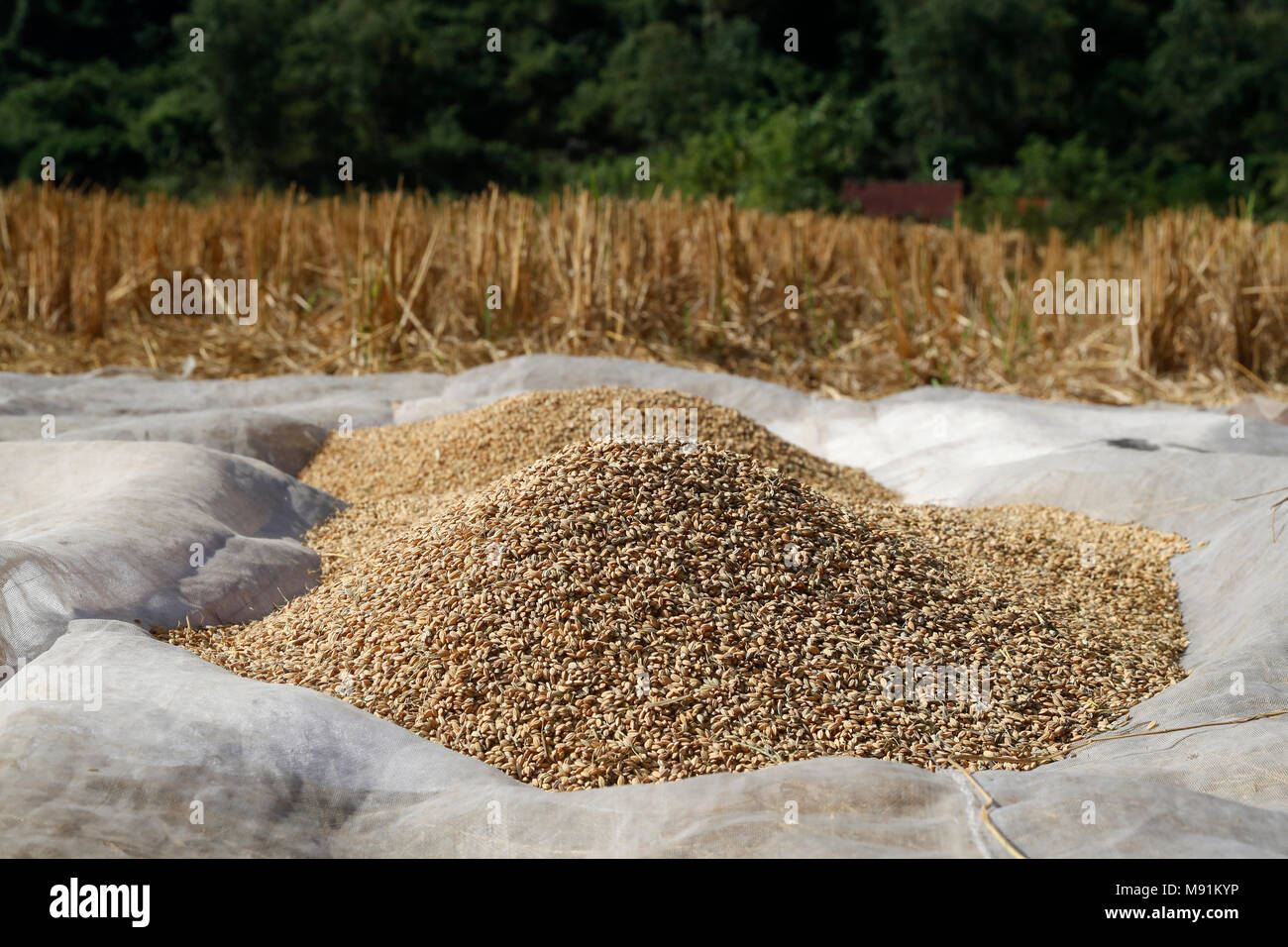 Le séchage du riz dans un champ de riz. Fils du bac. Le Vietnam. Banque D'Images