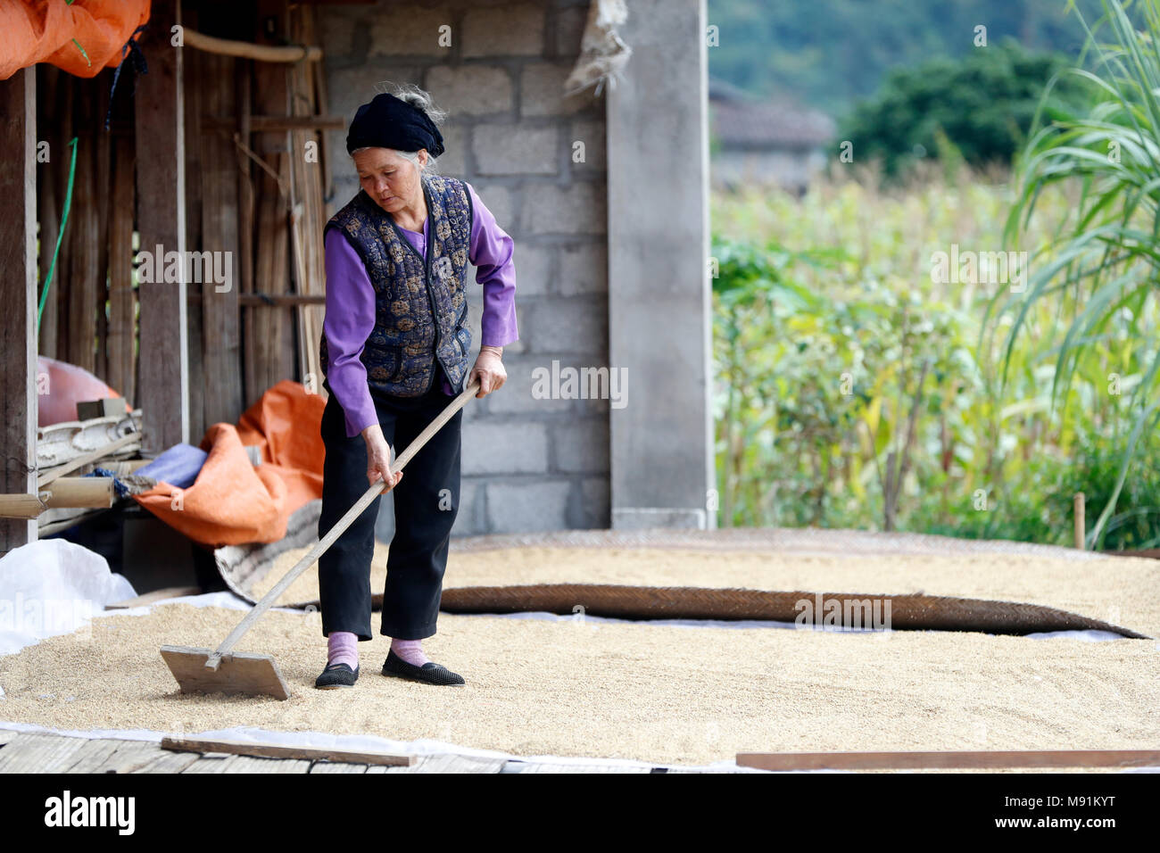 Une femme étale le riz à sécher au soleil. Fils du bac. Le Vietnam. Banque D'Images