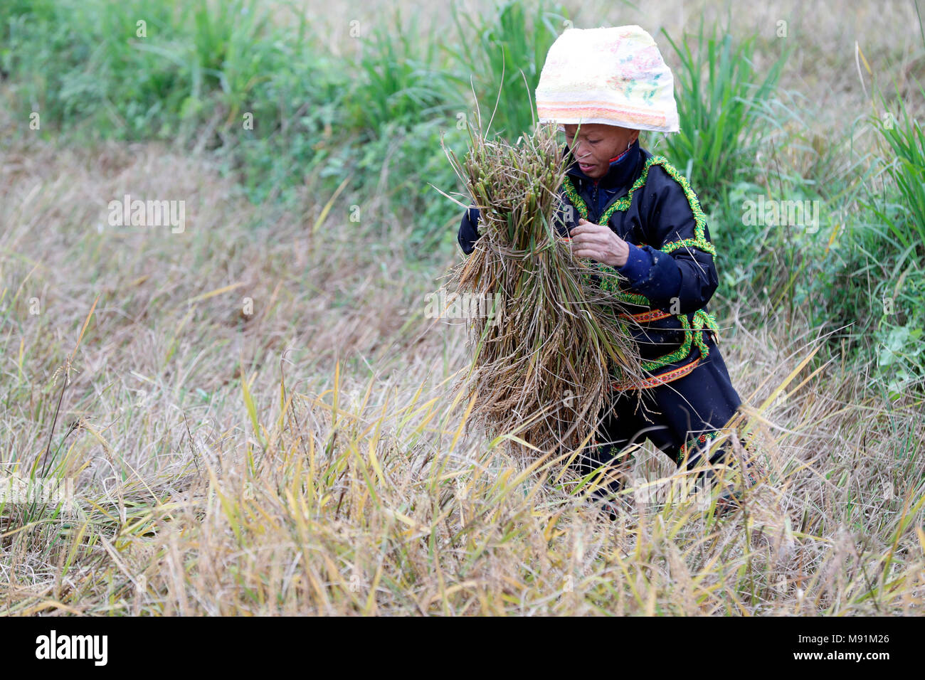Exploitation récolte du riz dans son domaine. Lang Son. Le Vietnam. Banque D'Images