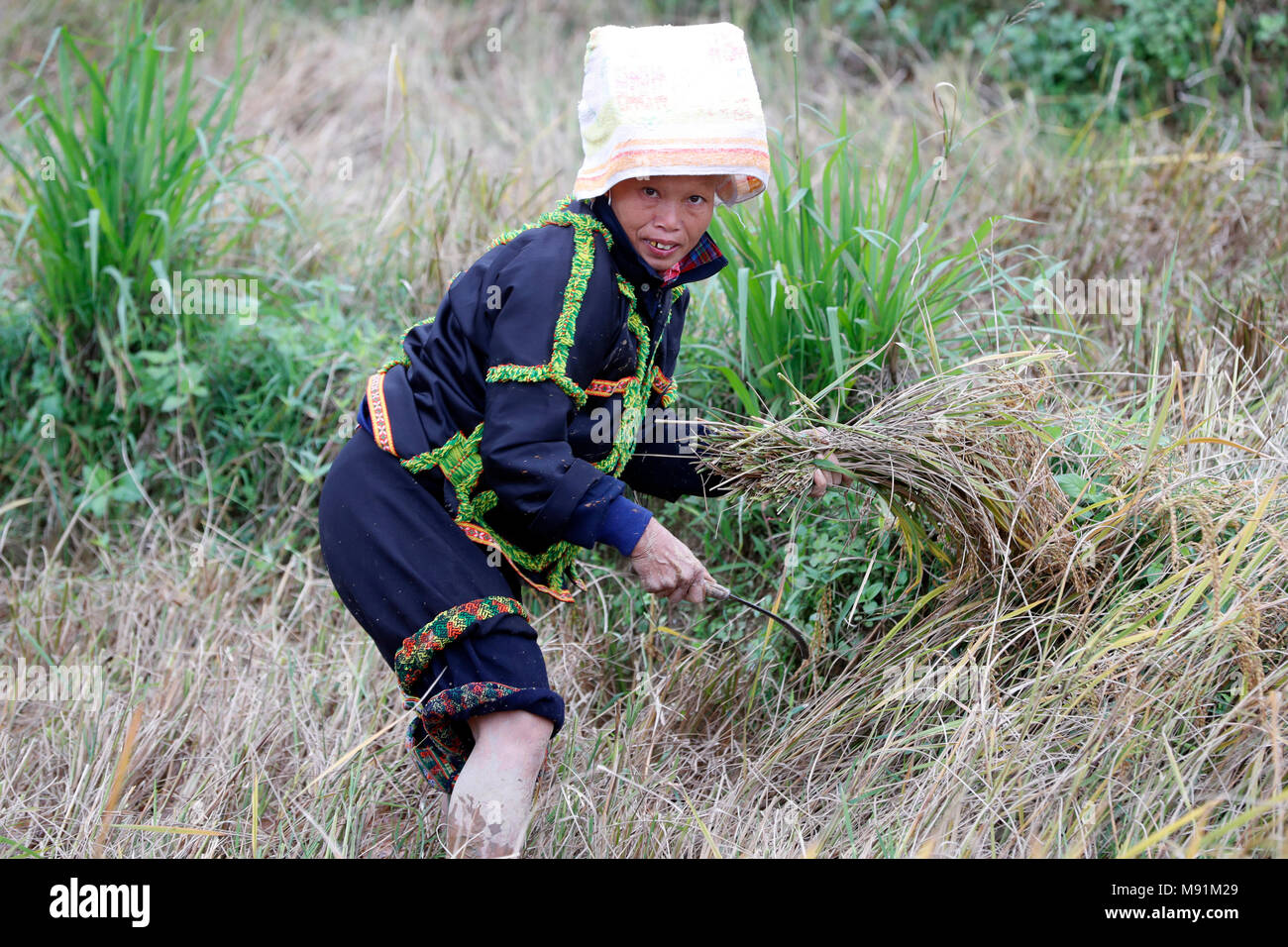 Exploitation récolte du riz dans son domaine. Lang Son. Le Vietnam. Banque D'Images