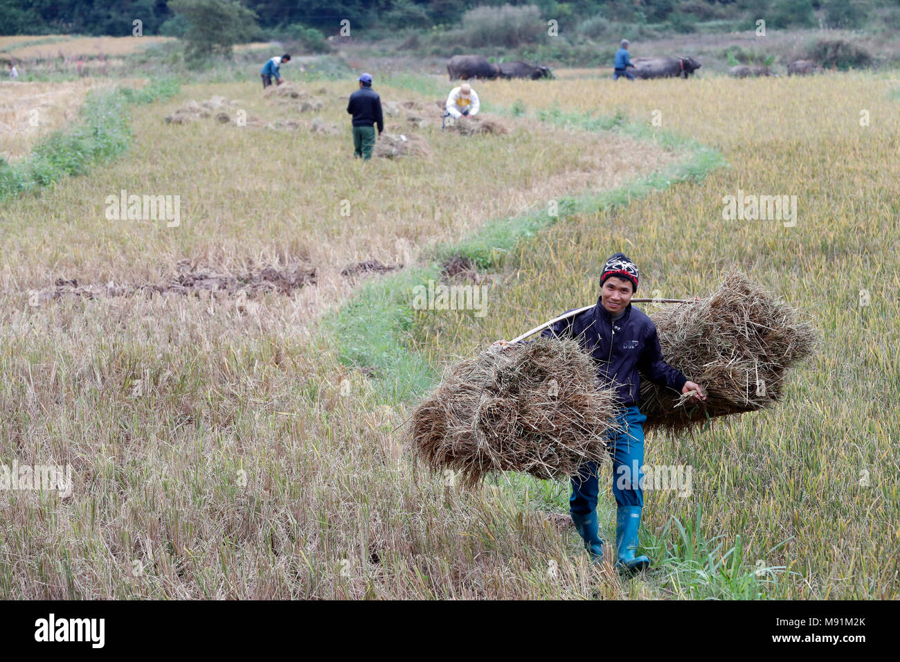 Vietnam exploitant agricole travaillant dans son champ de riz. Lang Son. Le Vietnam. Banque D'Images