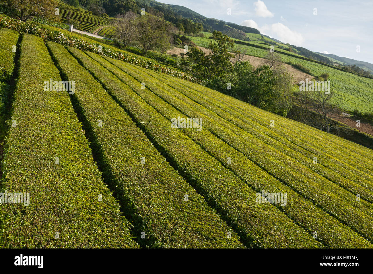 Les plantations de thé sur l'île de Sao Miguel, Açores Banque D'Images