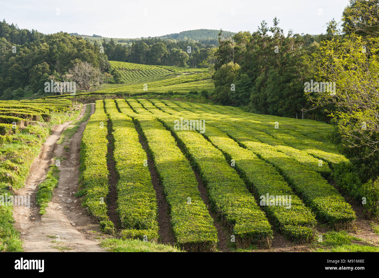 Les plantations de thé sur l'île de Sao Miguel, Açores, Portugal Banque D'Images