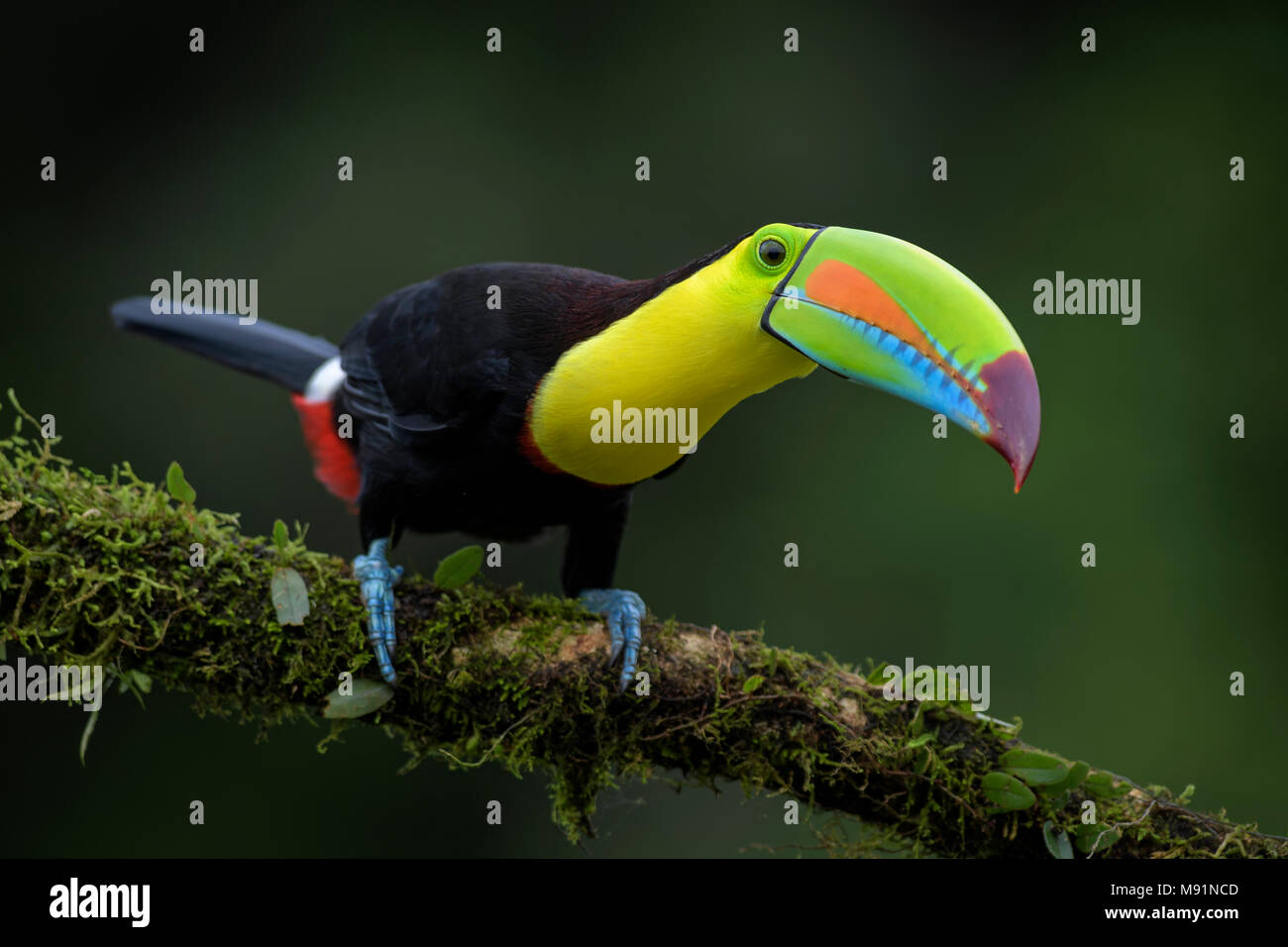 Toucan à carène - Ramphastos sulfuratus, grand toucan coloré du Costa Rica forêt avec bec très coloré. Banque D'Images