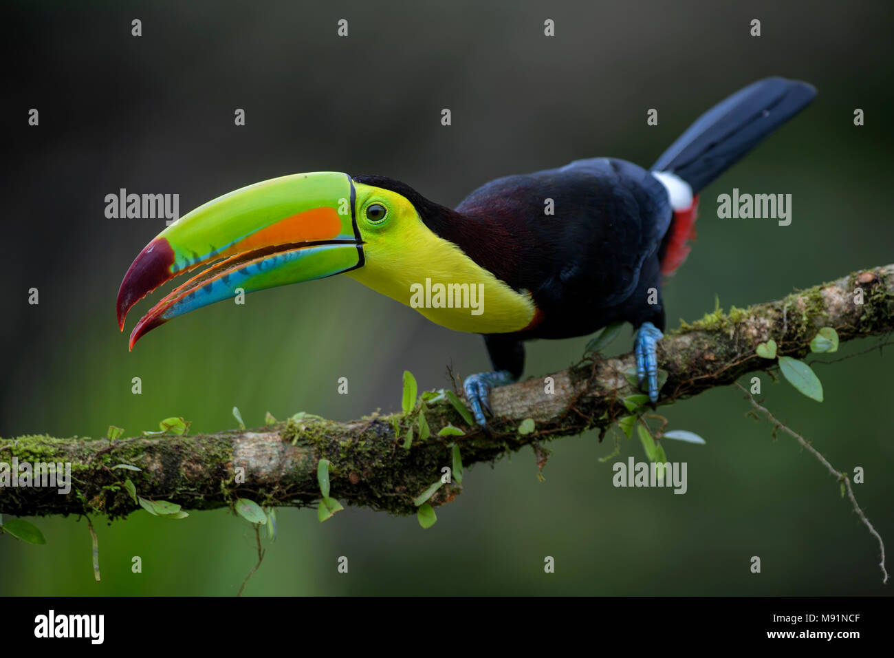 Toucan à carène - Ramphastos sulfuratus, grand toucan coloré du Costa Rica forêt avec bec très coloré. Banque D'Images