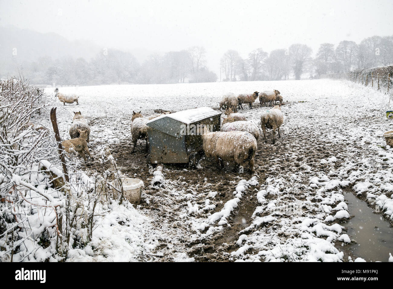 Tempête de neige près de Dunsford, Devon blast, bourrasques de neige white-out, des flocons, des flocons de neige, neige, neige, neige, tempête, blizzard Banque D'Images