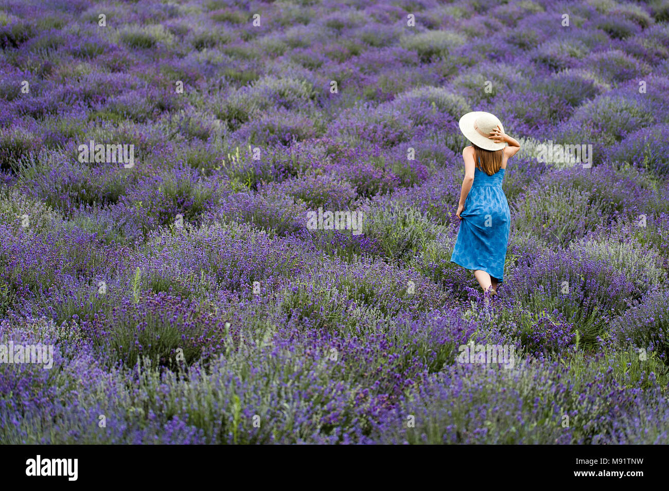 Femme au milieu d'un champ de lavande, vêtu d'une élégante robe bleue et un chapeau de paille. Banque D'Images