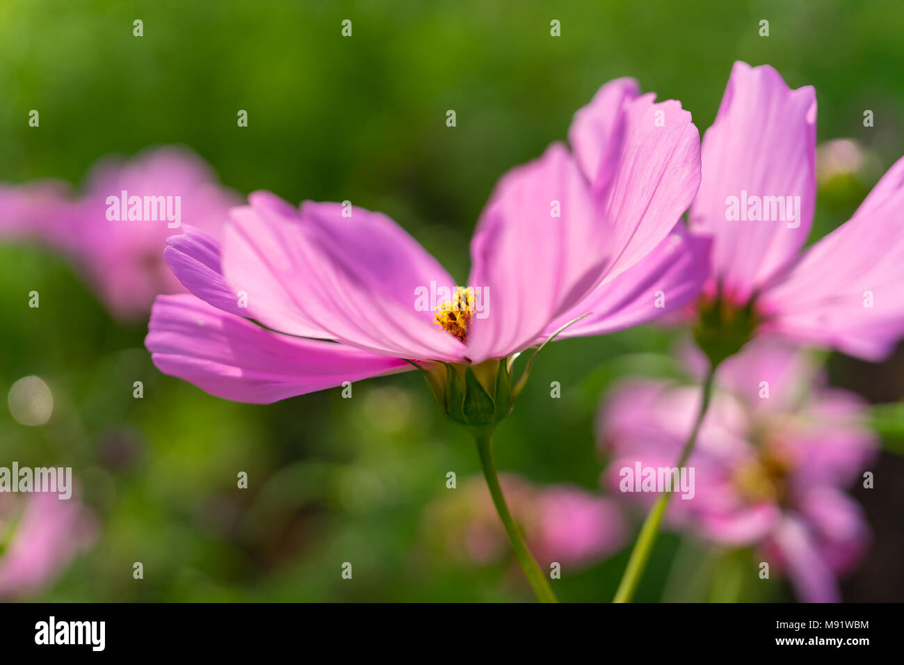 Cosmos rose fleurs dans le jardin d'été. Banque D'Images