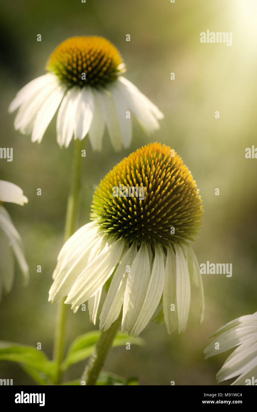 Echinecea blanc dans le jardin d'été. Banque D'Images