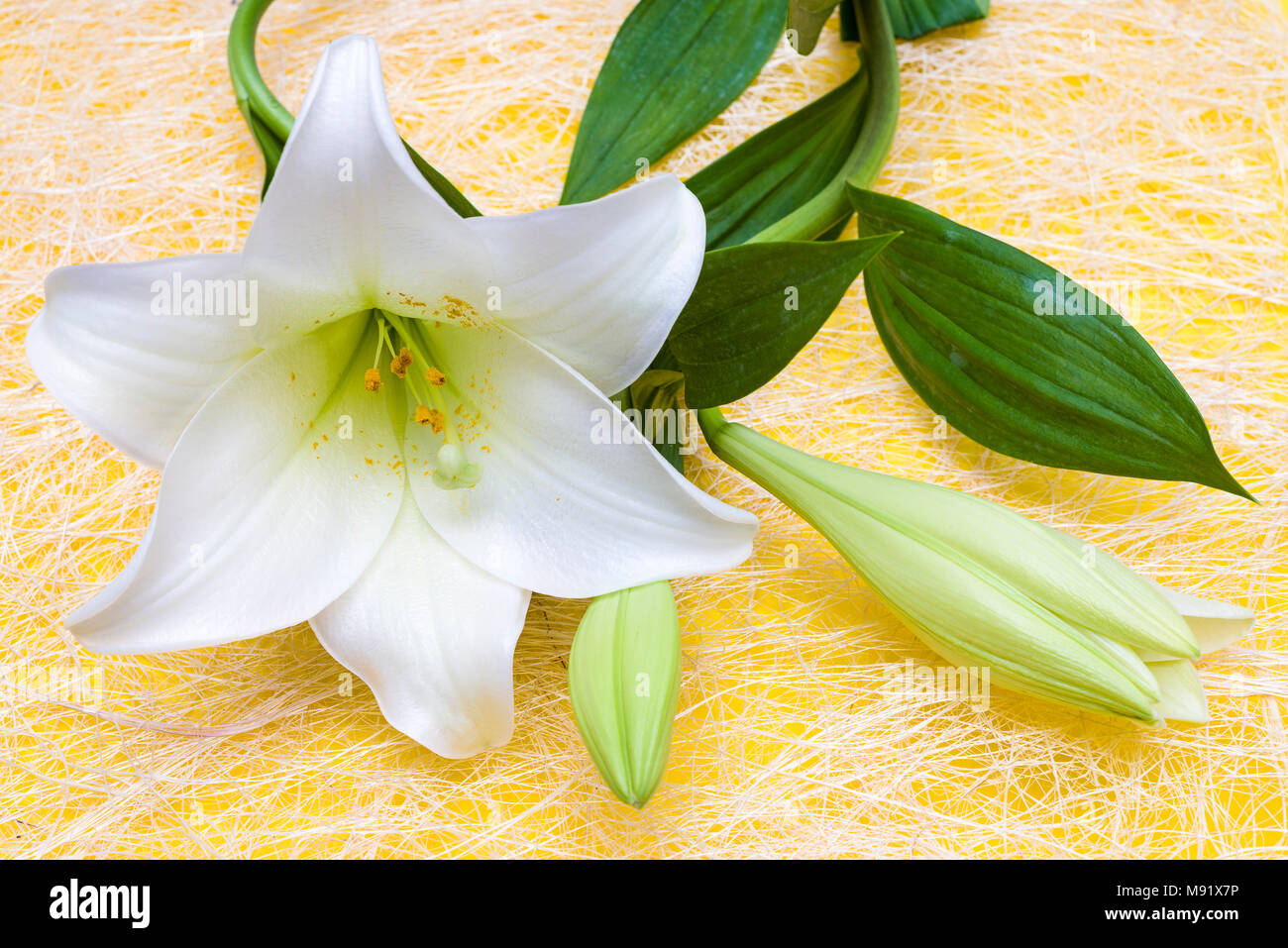 Grande fleur blanche sur un doigt en crochet Photo Stock - Alamy