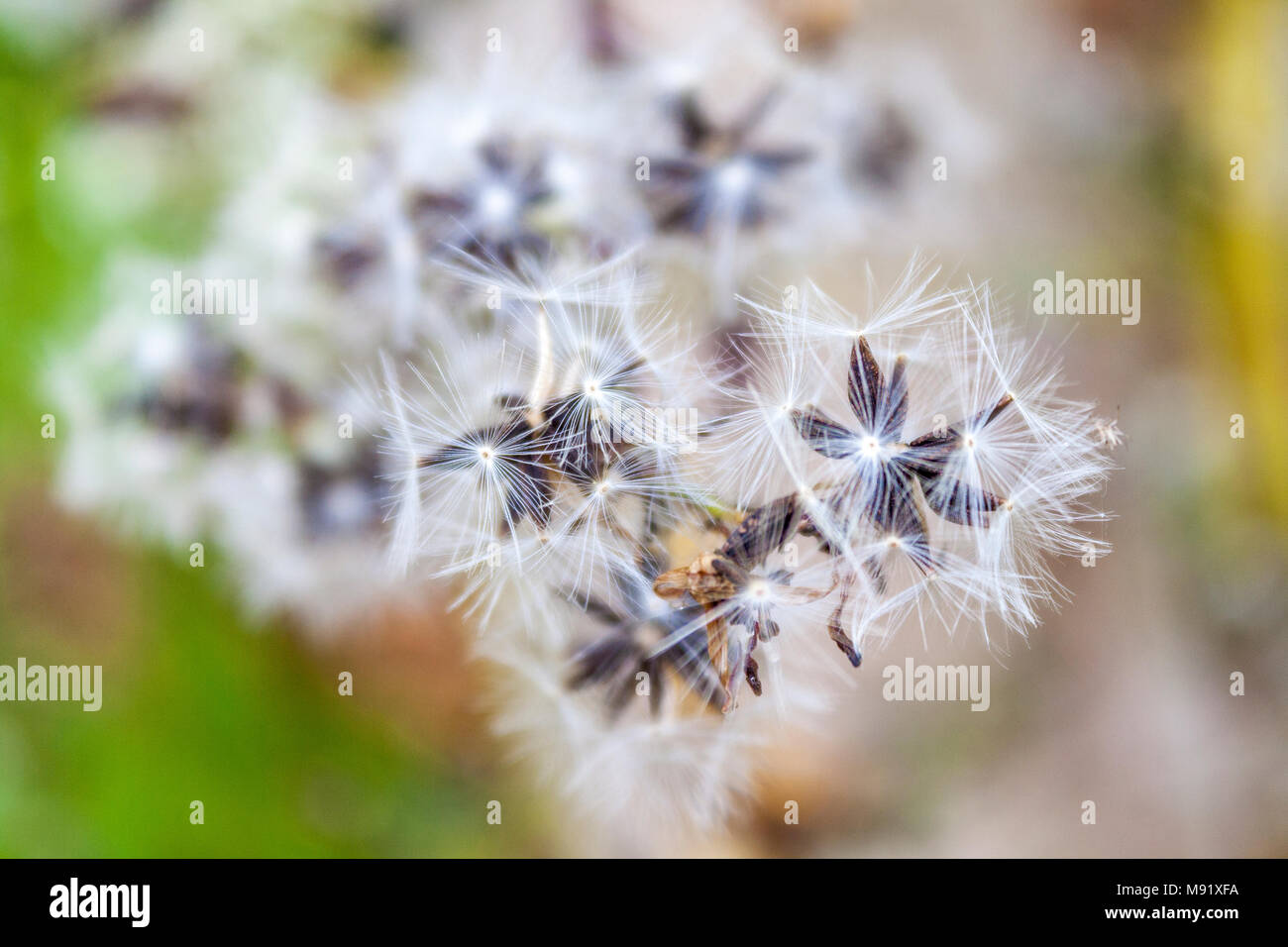 Fin de l'été et de graines de fleurs Banque D'Images