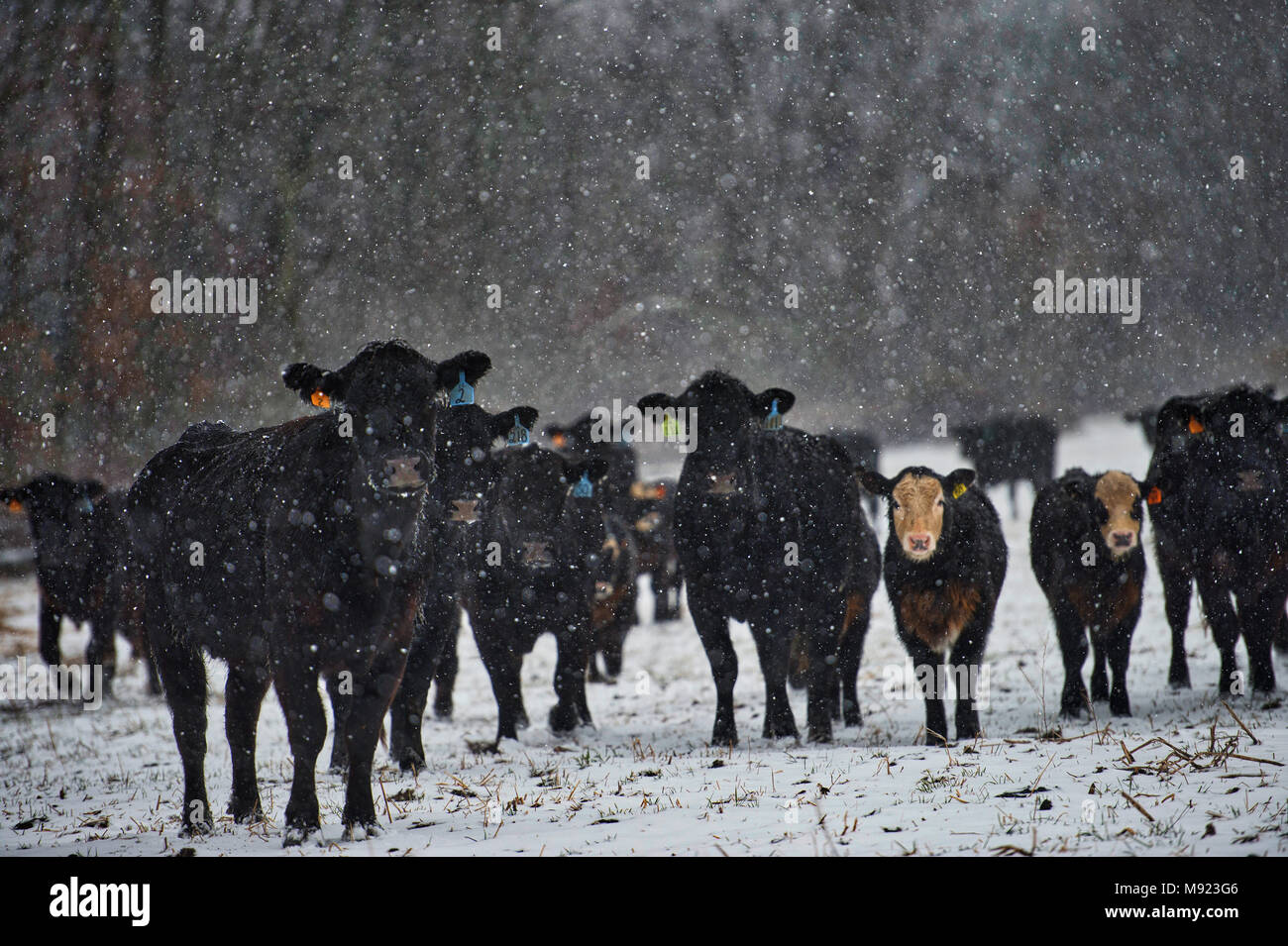 Bovins Angus Sous La Neige Banque De Photographies Et Dimages à Haute Résolution Alamy 