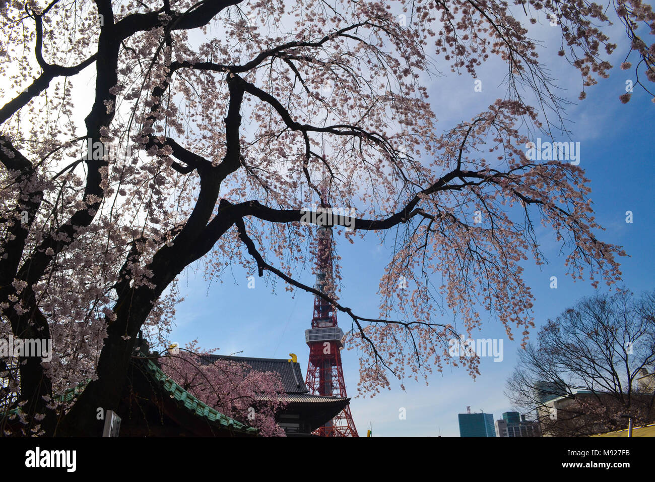 Tokyo, Tokyo, la Chine. Mar 22, 2018. Tokyo, Japon 22 Mars 2018 : Tokyo Tower est une tour d'observation et de communication dans le Shiba-koen district de Minato, Tokyo, Japon. À 332,9 mètres (1 092 ft), c'est la deuxième plus haute structure au Japon. La structure est un réseau d'inspiration Tour Eiffel tower qui est peint en blanc et orange international pour se conformer aux règlements sur la sécurité aérienne. Construit en 1958, la tour, principales sources de revenu sont le tourisme et la location de l'antenne. Crédit : SIPA Asie/ZUMA/Alamy Fil Live News Banque D'Images