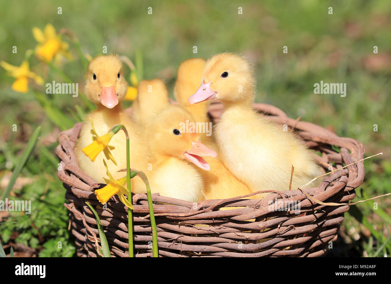 Bocketts Farm Surrey Uk 21 Mars 18 Cinq Mignon Et Tout Doux Bebe D Une Semaine Au Soleil Photo Canetons A Bocketts Farm A Surrey Ce Matin 21 Mars 18 Le Temps Bocketts Farm Surrey Uk 21 Mars 18 Cinq Mignon Et Tout Doux Bebe D Une Semaine Au Soleil Photo Canetons A Bocketts Farm A Surrey Ce Matin 21 Mars 18 Le Temps