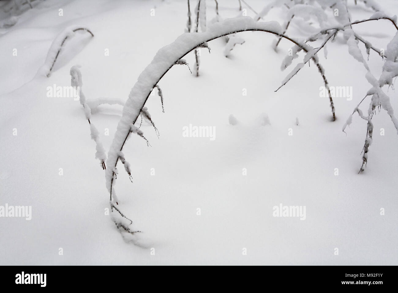 La plante est couverte d'une couche de neige. Les conditions météorologiques et la nature. Banque D'Images