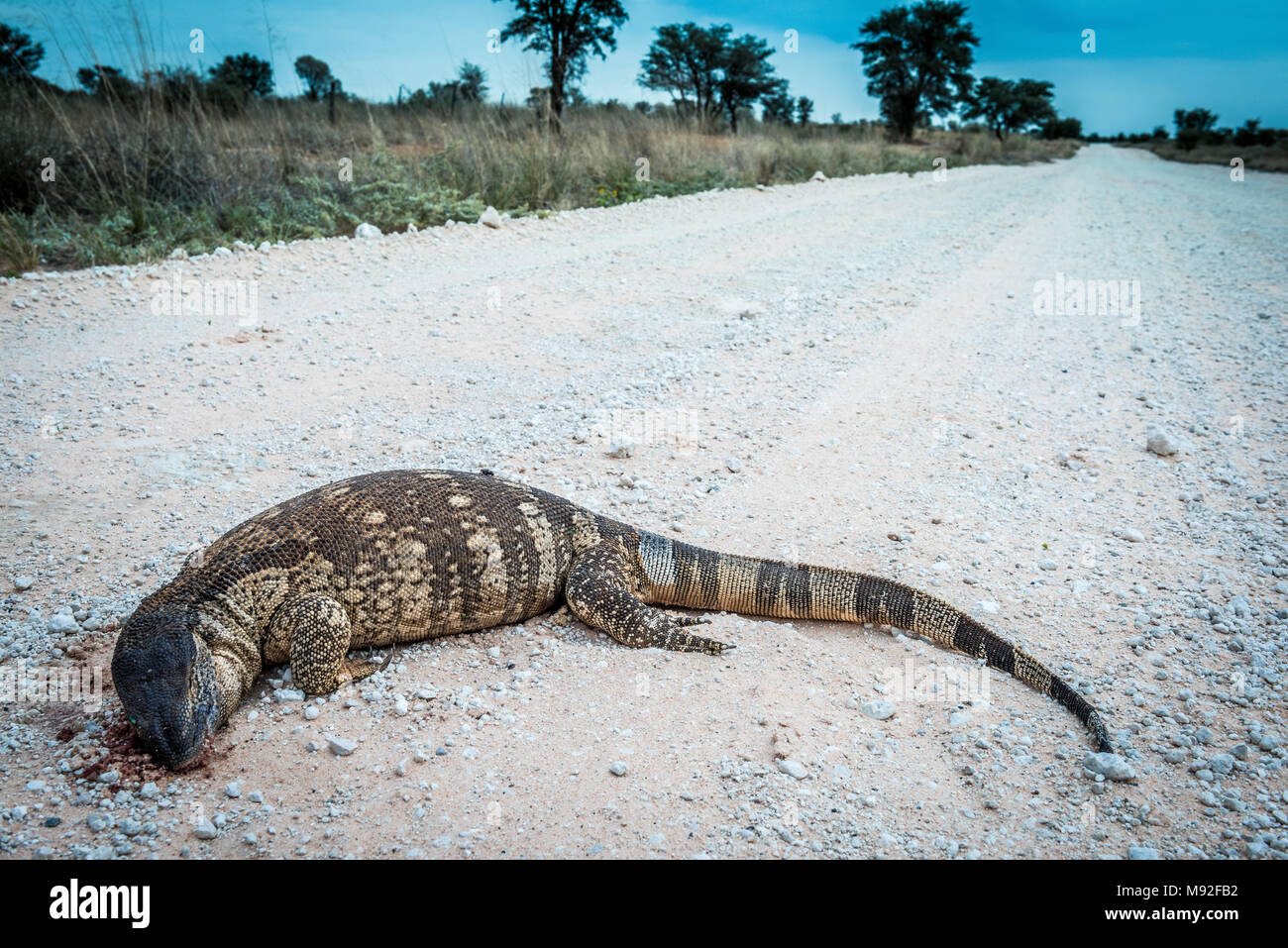 Un moniteur à gorge noire devient roadkill sur un chemin de terre de Van Zylrus d'Askham en Afrique du Sud, Northern Cape Banque D'Images