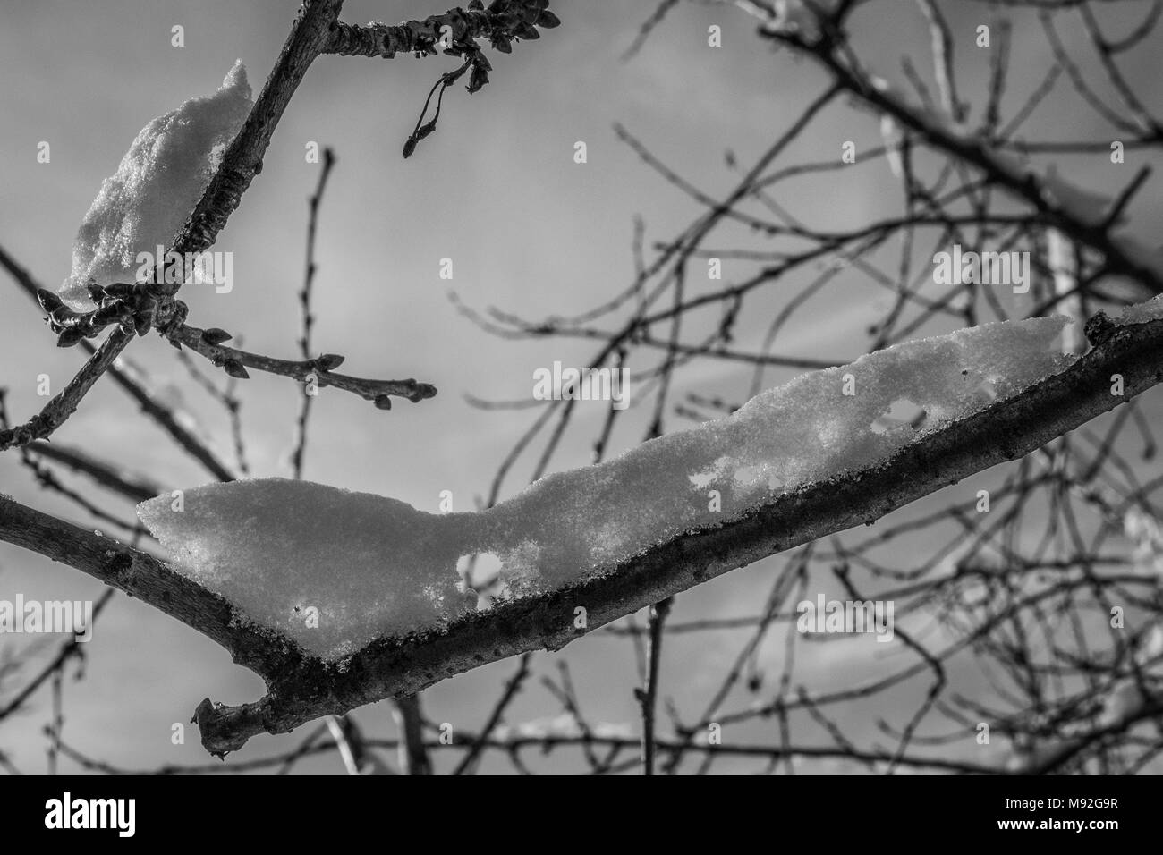 Les branches d'Arbres enneigés dans un jardin, noir et blanc. Branches de neige blanc, ciel clair en arrière-plan, le thème de l'hiver. Banque D'Images