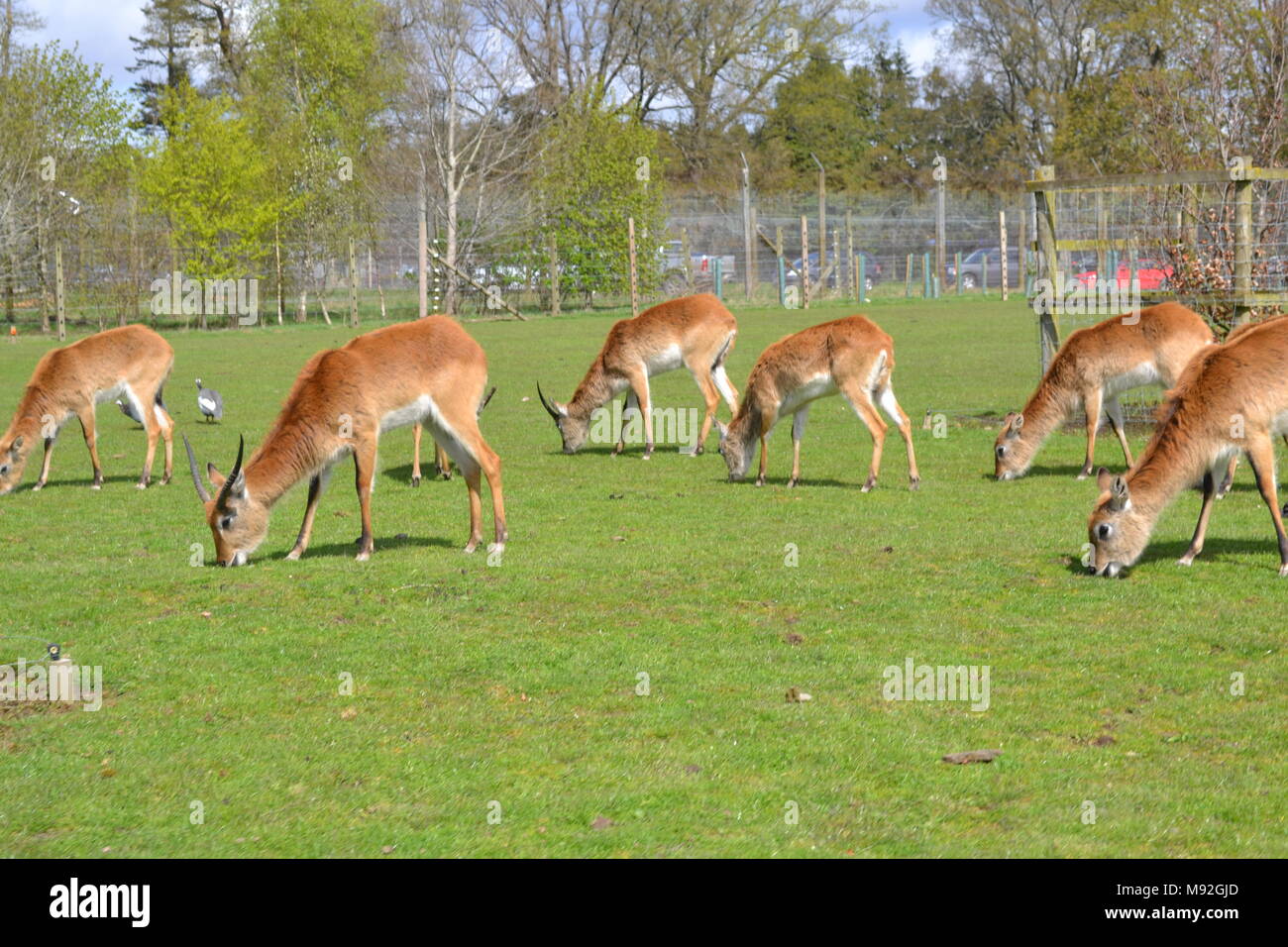 'Blair Drummond Safari park' 'safari park' 'Scotland près de doune'. Banque D'Images