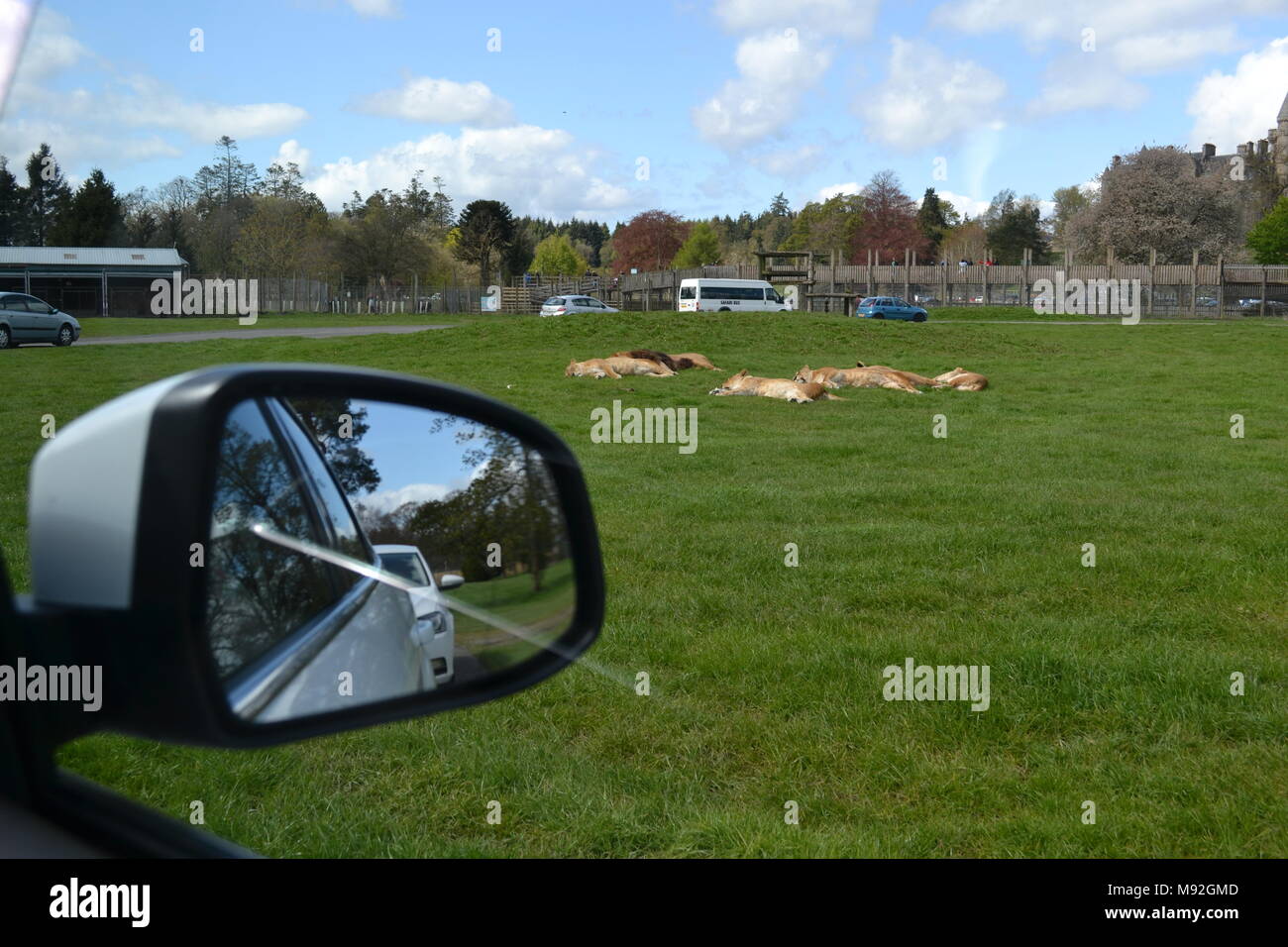 'Blair Drummond Safari park' 'safari park' 'Scotland près de doune'. Banque D'Images