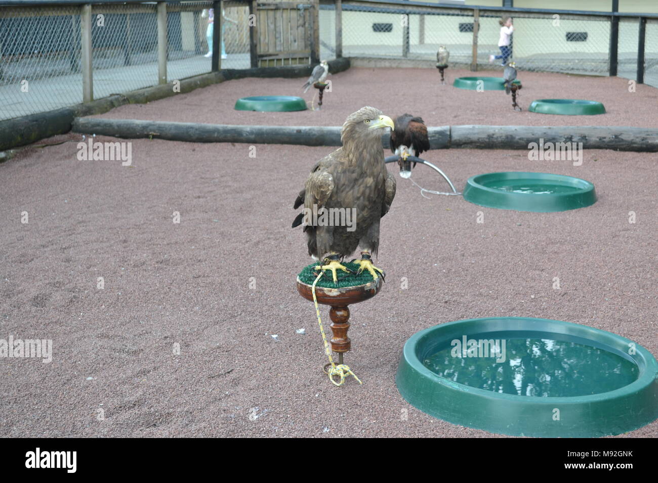 'Blair Drummond Safari park' 'safari park' 'Scotland près de doune'. Banque D'Images