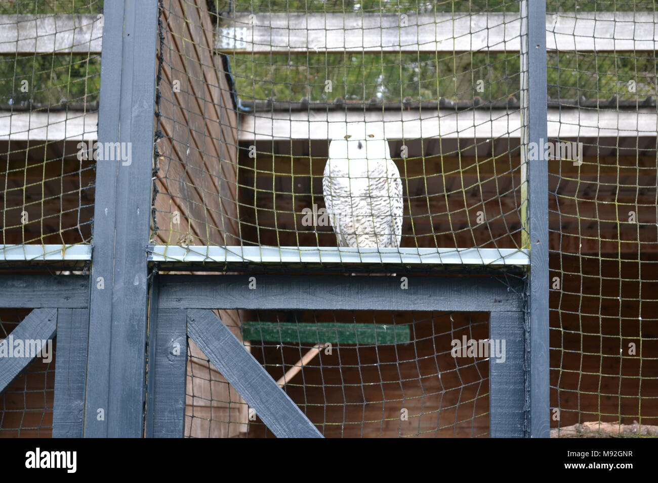 'Blair Drummond Safari park' 'safari park' 'Scotland près de doune'. Banque D'Images